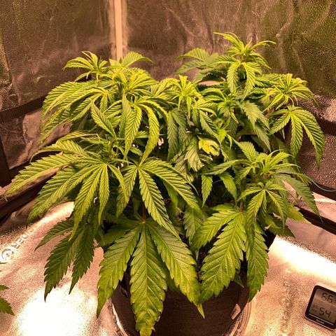 Lemon Pie growlog timeline photo