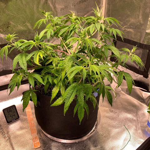 Cherry Blossom CBD growlog timeline photo