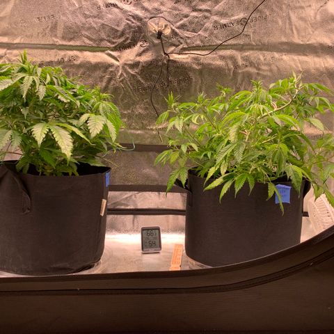 Lemon Pie growlog timeline photo