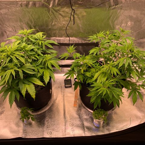 Lemon Pie growlog photo: Lookin good