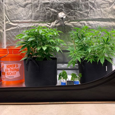 Lemon Pie growlog photo: Post watering, and there’s the backed heating system 