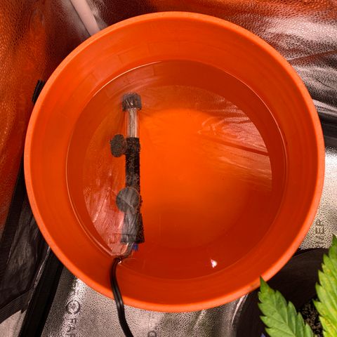 Lemon Pie growlog timeline photo