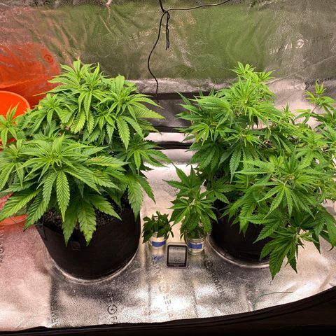 Lemon Pie growlog photo: Post watering, and there’s the backed heating system 