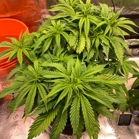 Lemon Pie growlog timeline photo