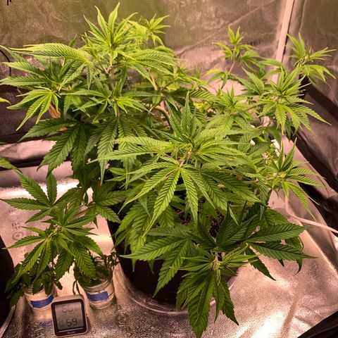 Cherry Blossom CBD growlog timeline photo