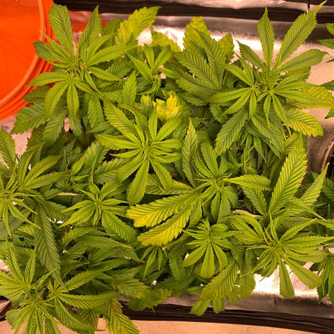 Lemon Pie growlog photo: Showing what I believe is evidence of light burn.  Only happening at top leaves, underneath is solid green and healthy.