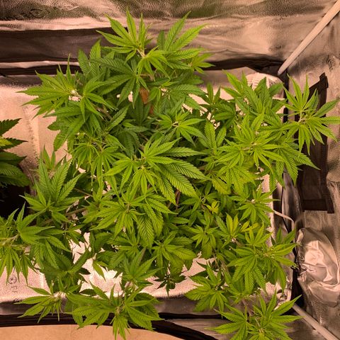 Cherry Blossom CBD growlog photo: Some lightness that may be evidencene of light burn.  New/young growth under the canopy is solid green with minimal if any evidence of yellow tips