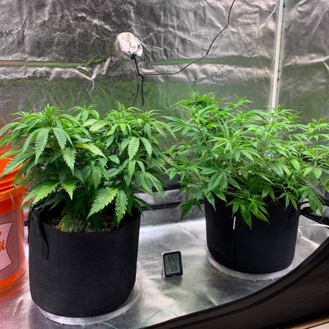 Lemon Pie growlog photo: Both are bushing out, cherry blossom maybe a little more so. 