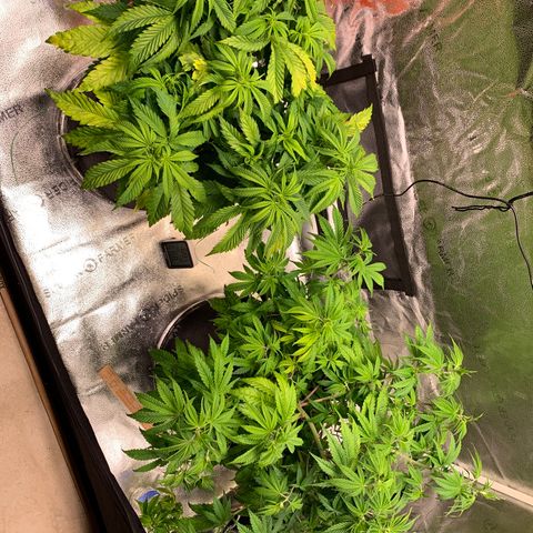 Lemon Pie growlog photo: Clear eveidencenof light burn.  Turned the lights down to 7.  Can’t raise them any higher 