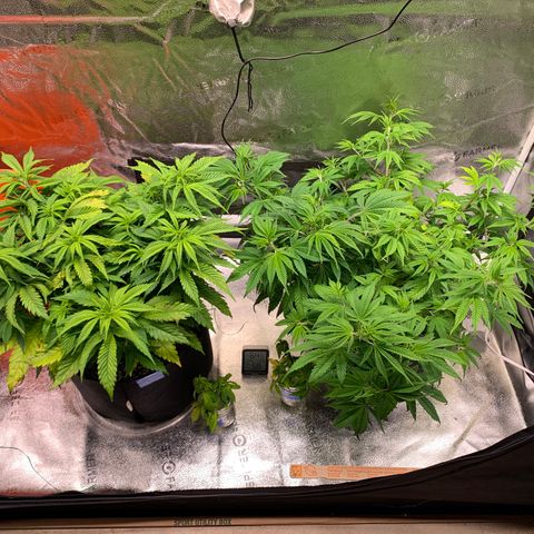 Lemon Pie growlog photo: Cold in here.  Mid 60s and about 60% RH.  Need to figure out a heat sour e because the bucket thing ain’t really working.  Tried to automate the ACInfinity but either the temp gets to low or humidity gets way to high (pushed 90%!!!)