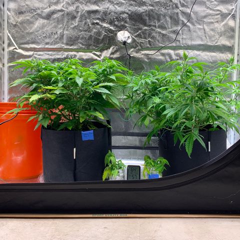 Lemon Pie growlog photo: Cold in here.  Mid 60s and about 60% RH.  Need to figure out a heat sour e because the bucket thing ain’t really working.  Tried to automate the ACInfinity but either the temp gets to low or humidity gets way to high (pushed 90%!!!)
