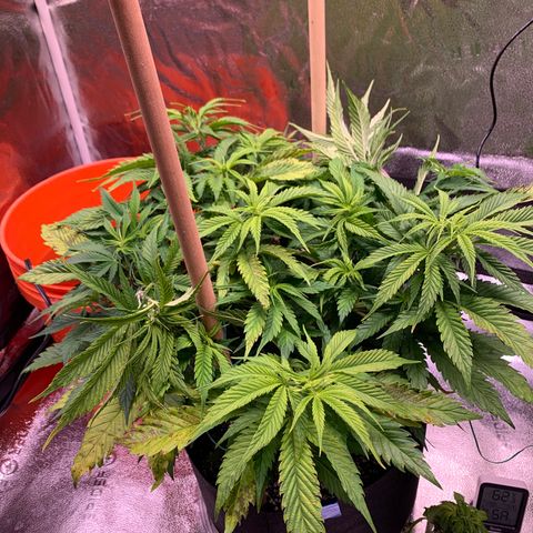 Lemon Pie growlog photo: Some light bleaching, and a little more LST today. 