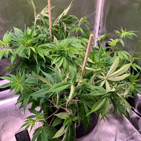 Cherry Blossom CBD growlog photo: Looks like a little light bleaching, applied some LST today to pull the plant “in” a bit.  Was getting to close to her neighbor 