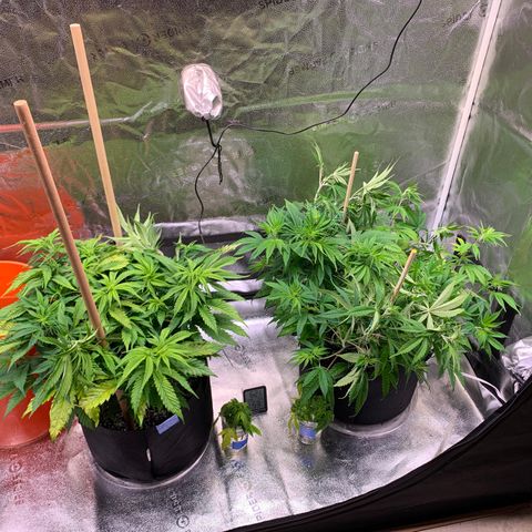 Lemon Pie growlog photo: Planted some steaks for LST work.  Getting close to pre-flowering! Canopy still about 44” under the lights.  Waiting til it’s 40”
