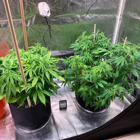 Lemon Pie growlog photo: Still seeing some evident do light burn, more on lemon that cherry, but I feel I need to leave the light setting as is.  They’re atull growing well, responding to LST and defoliation just fine. 