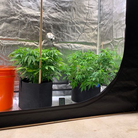Lemon Pie growlog photo: Still seeing some evident do light burn, more on lemon that cherry, but I feel I need to leave the light setting as is.  They’re atull growing well, responding to LST and defoliation just fine. 