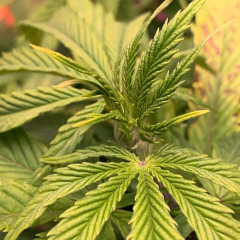 Lemon Pie growlog photo: She’s doing ok overall, I believe that’s light burn, not nutes as these LEDs are hot.  