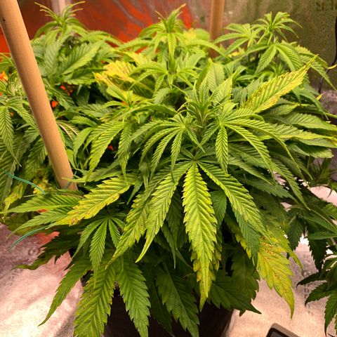Lemon Pie growlog photo: She’s doing ok overall, I believe that’s light burn, not nutes as these LEDs are hot.  