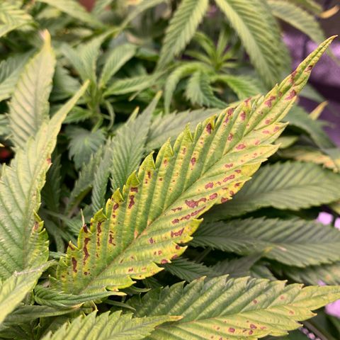 Lemon Pie growlog photo: She’s doing ok overall, I believe that’s light burn, not nutes as these LEDs are hot.  