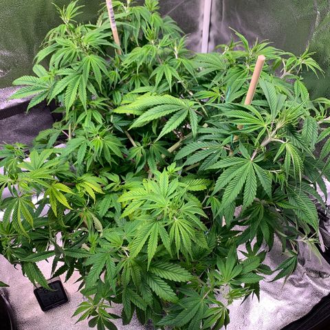 Cherry Blossom CBD growlog photo: Still growing well with mild evidence of light burn.  