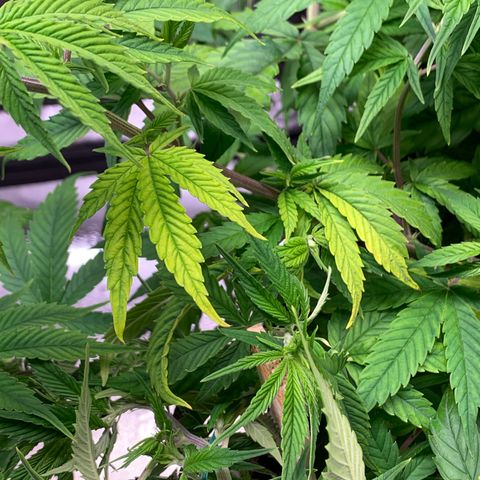 Cherry Blossom CBD growlog timeline photo