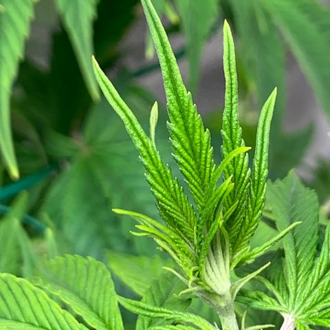 Cherry Blossom CBD growlog photo: Still growing well with mild evidence of light burn.  