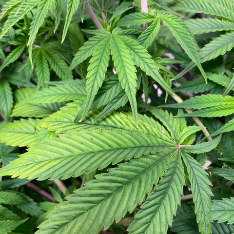 Cherry Blossom CBD growlog photo: Still growing well with mild evidence of light burn.  
