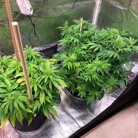 Lemon Pie growlog photo: Slowly but surely