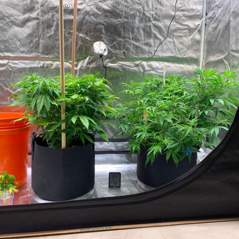 Lemon Pie growlog photo: Slowly but surely