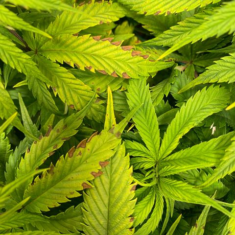Lemon Pie growlog photo: The light burn continues.  Meanwhile, cherry blossom is fine!