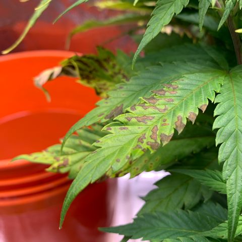 Lemon Pie growlog photo: The light burn continues.  Meanwhile, cherry blossom is fine!