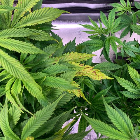 Lemon Pie growlog photo: The light burn continues.  Meanwhile, cherry blossom is fine!