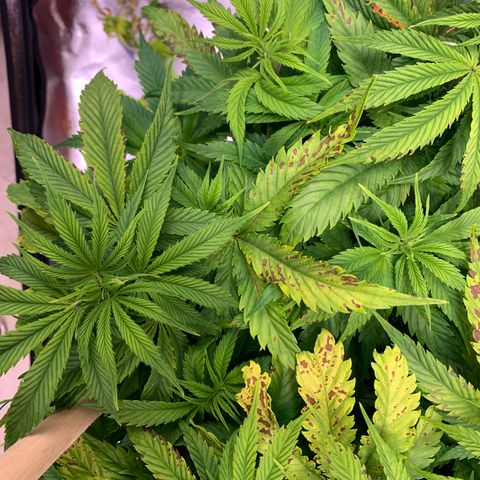 Lemon Pie growlog photo: The light burn continues.  Meanwhile, cherry blossom is fine!