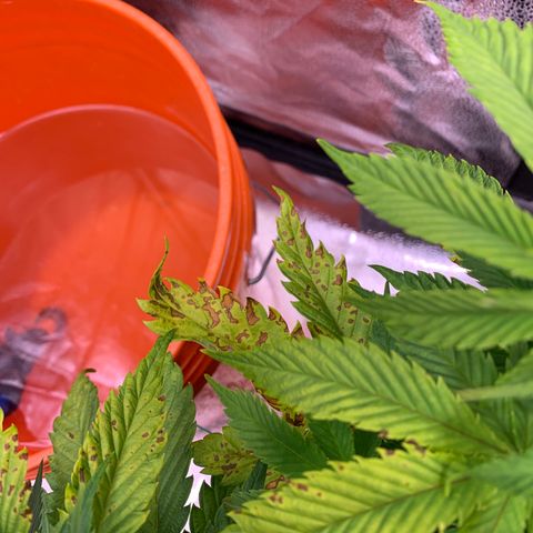 Lemon Pie growlog photo: The light burn continues.  Meanwhile, cherry blossom is fine!