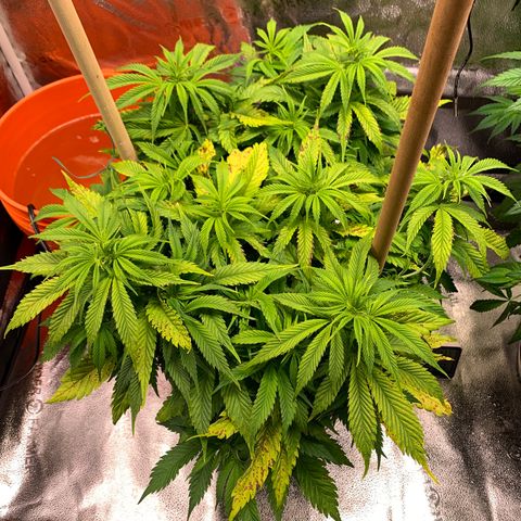 Lemon Pie growlog photo: Light burn seems to be abound, but not crazy.  Light is at max bight and at 6.  Not sure if I should lower it more as we’re so close to flowering.  