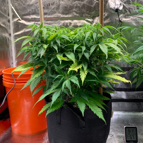Lemon Pie growlog photo: Light burn seems to be abound, but not crazy.  Light is at max bight and at 6.  Not sure if I should lower it more as we’re so close to flowering.  