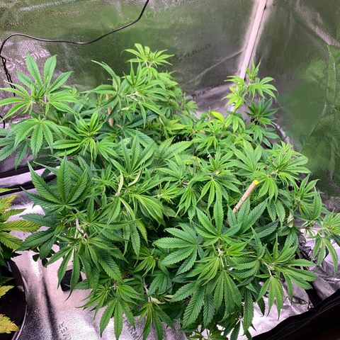 Cherry Blossom CBD growlog photo: Funny how she was the runt of litter and is now doing the “best”, what we that means.  Although there’s something pulling the pH up about 1/2 a point at the roots.  She’s at the right height to start flowering.  Going to apply a little LST to allow for her buddy to catch up a little more 