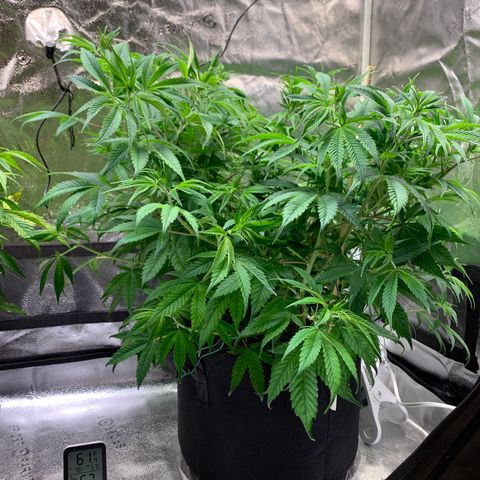 Cherry Blossom CBD growlog photo: Funny how she was the runt of litter and is now doing the “best”, what we that means.  Although there’s something pulling the pH up about 1/2 a point at the roots.  She’s at the right height to start flowering.  Going to apply a little LST to allow for her buddy to catch up a little more 