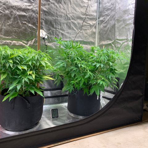 Lemon Pie growlog photo: Before cherry LST and slight defoliation on Lemon