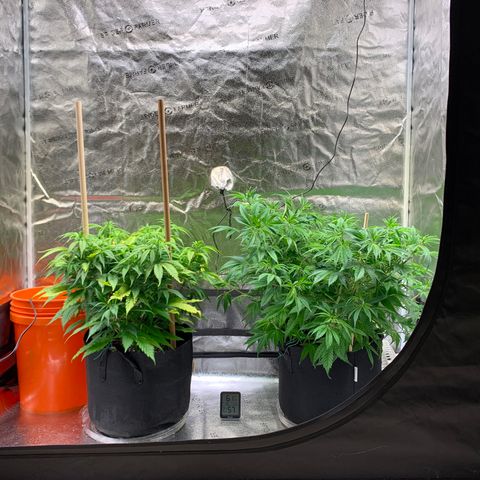 Lemon Pie growlog photo: Before cherry LST and slight defoliation on Lemon
