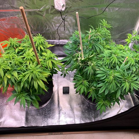 Lemon Pie growlog photo: After cherry LST and minor defoliation on lemon (browning leaves only)