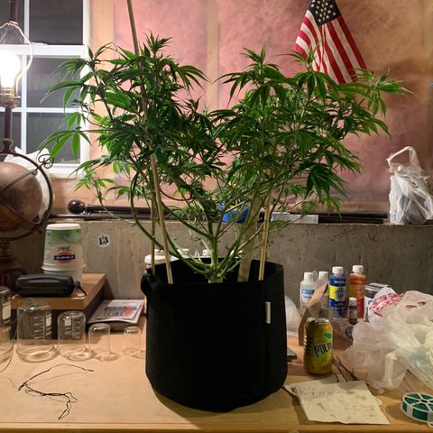 Cherry Blossom CBD growlog photo: Lollipop’d!  Not so much of a table structure on top, but this is the 1st time.