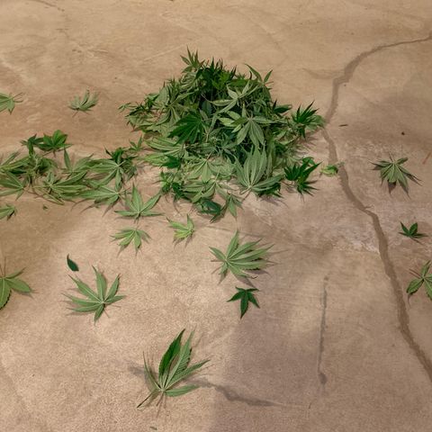 Cherry Blossom CBD growlog photo: Lollipop’d!  Not so much of a table structure on top, but this is the 1st time.