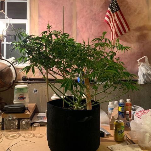 Cherry Blossom CBD growlog photo: Lollipop’d!  Not so much of a table structure on top, but this is the 1st time.
