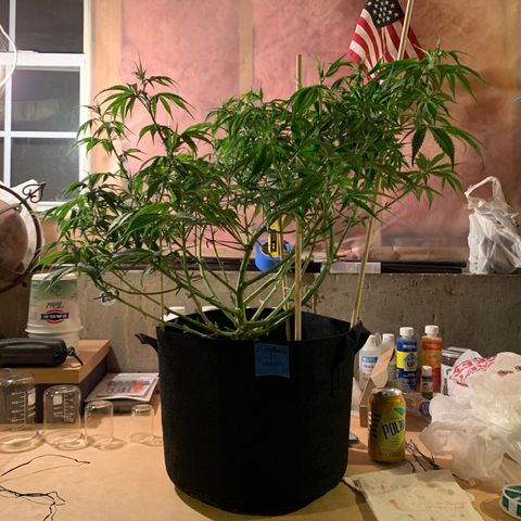 Cherry Blossom CBD growlog photo: Lollipop’d!  Not so much of a table structure on top, but this is the 1st time.