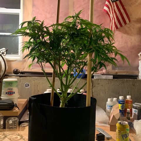 Lemon Pie growlog photo: Lollipop’d!