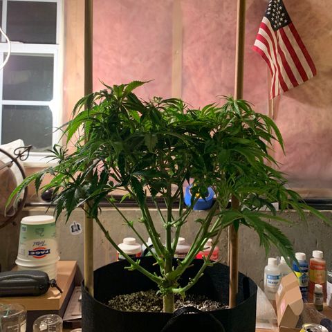 Lemon Pie growlog photo: Lollipop’d!