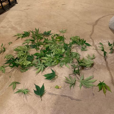 Lemon Pie growlog photo: Lollipop’d!