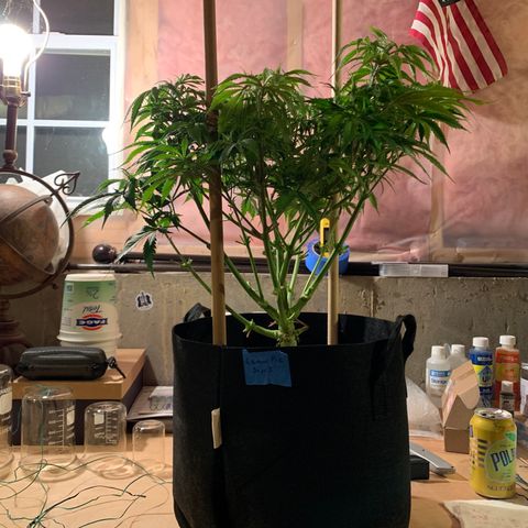 Lemon Pie growlog photo: Lollipop’d!