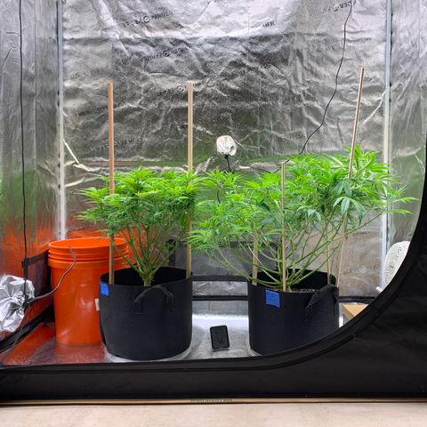 Lemon Pie growlog photo: First “morning” after 12 hours of darkness 